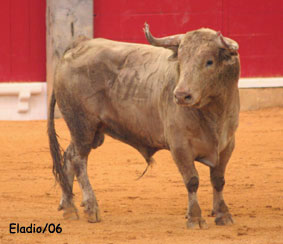 El toro bravo